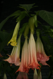 Brugmansia suaveolens 'Pink Beauty' RCP9-09 054.jpg